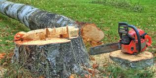 Best Arborist Consultation Services  in Decatur, IN