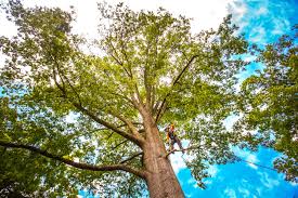 Best Tree Preservation Services  in Decatur, IN
