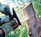 Best Tree Removal  in Decatur, IN