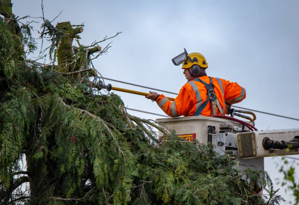 Professional Tree Care in Decatur, IN