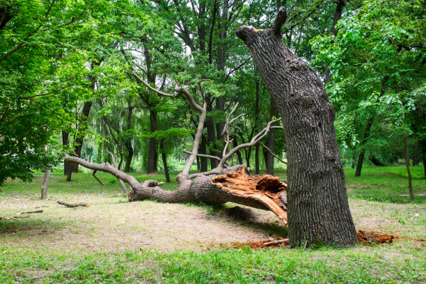 Best Emergency Tree Removal  in Decatur, IN