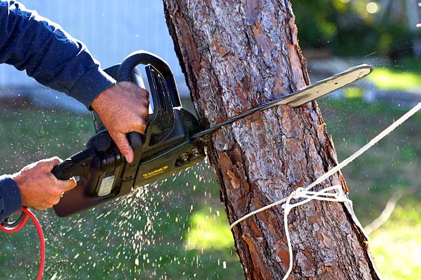 Best Tree and Shrub Care  in Decatur, IN