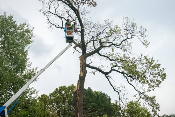 Best Lawn Dethatching  in Decatur, IN