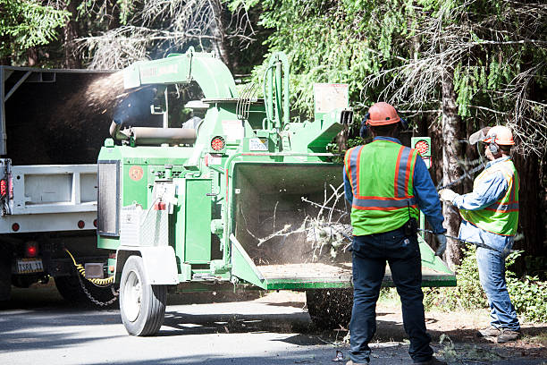 Best Tree Cabling and Bracing  in Decatur, IN
