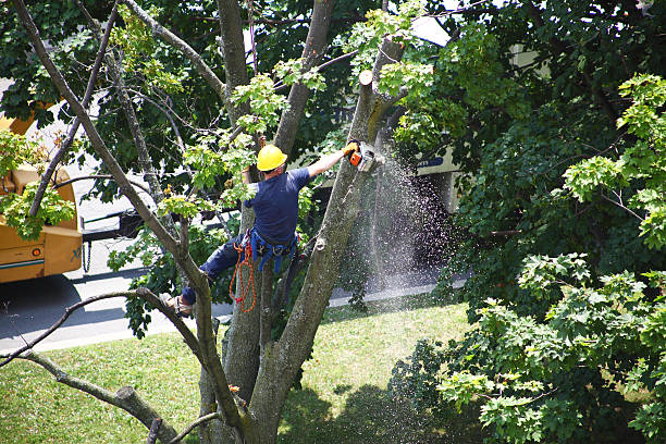 Best Lawn Maintenance Plans  in Decatur, IN