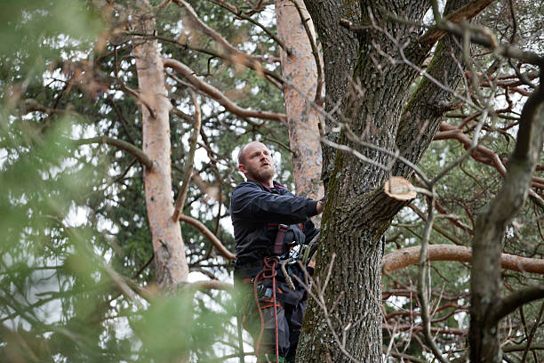  Decatur, IN Tree Care Pros